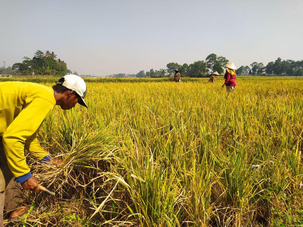 Petani di Desa Citapen, Kecamatan Cihampelas, Bandung Barat Memanen Lebih Cepat Padinya. (Rizki/IDNTimes)