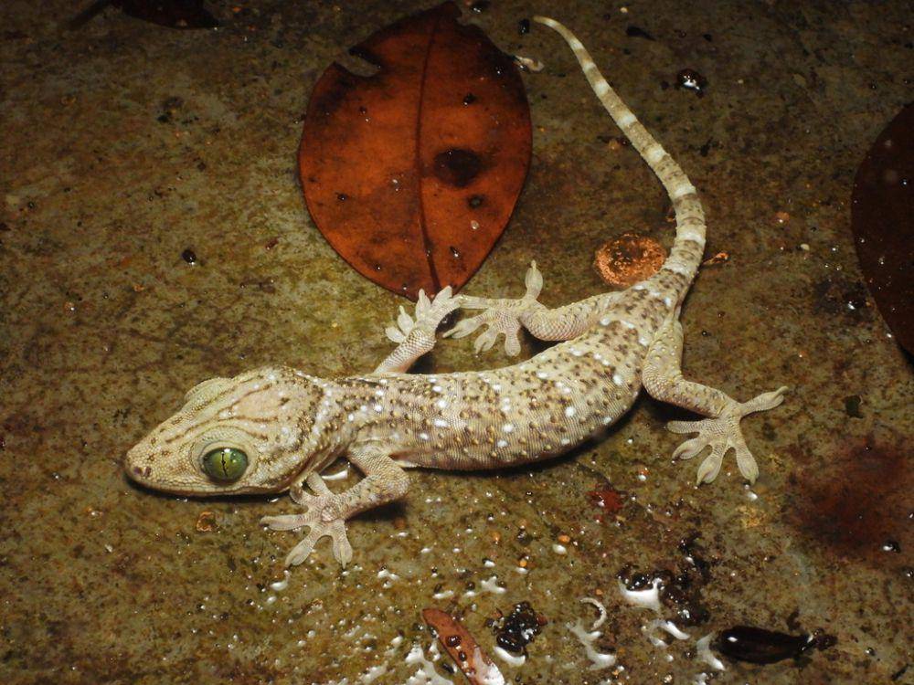 Tokek hutan (inaturalist.org/Siriwat Dangsri)