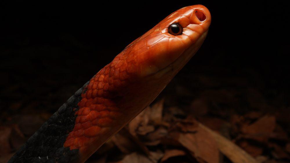 Krait kepala merah (inaturalist.org/mintkhaosok)