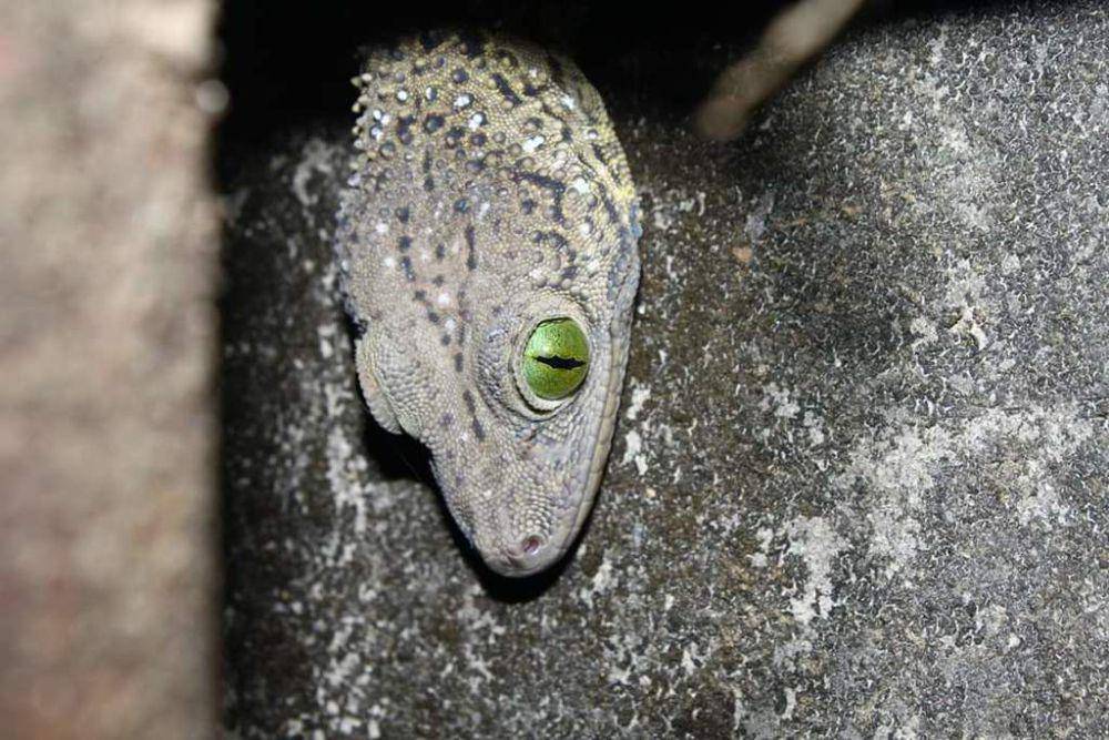 Tokek hutan (inaturalist.org/Watinee Juthong)