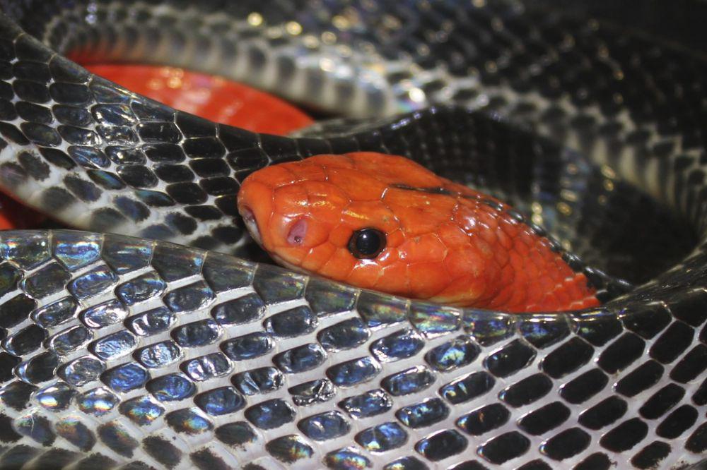 Krait kepala merah (inaturalist.org/Ru)