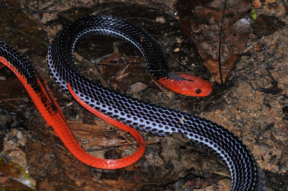 Krait kepala merah (inaturalist.org/Marius Burger)
