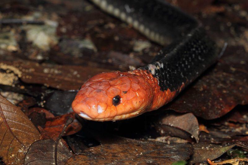 Krait kepala merah (inaturalist.org/dhfischer)