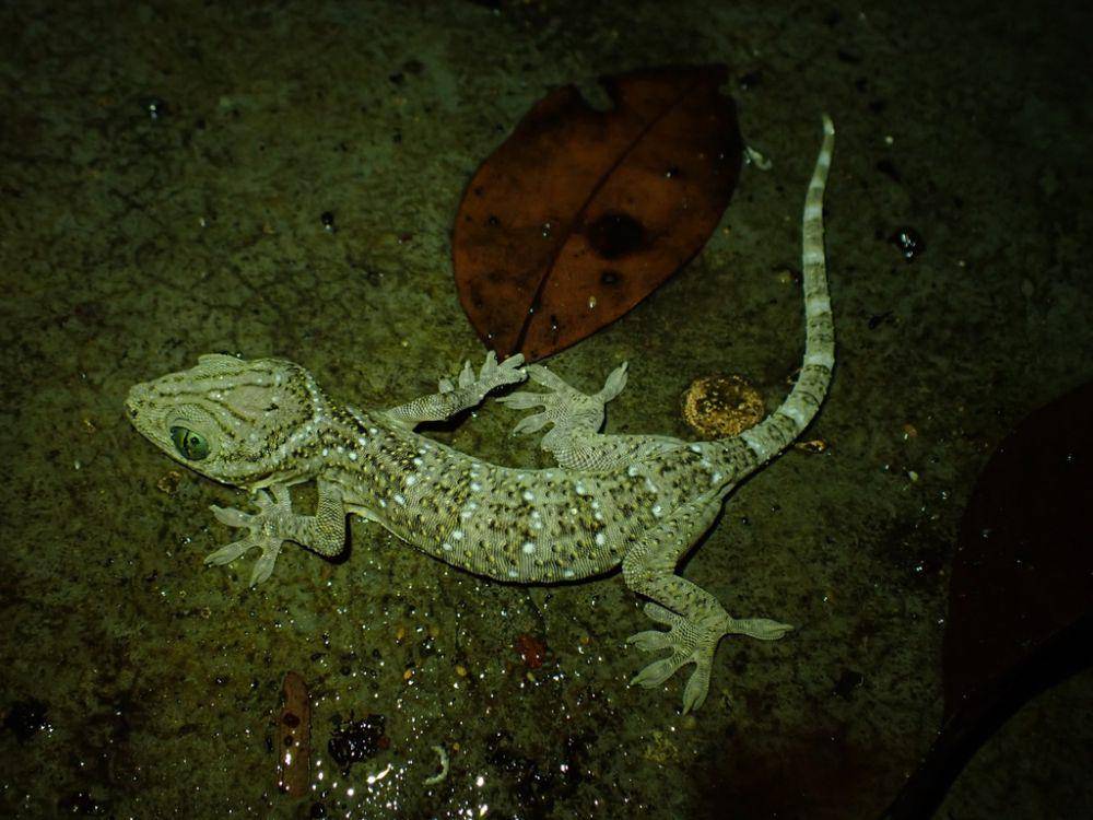 Tokek hutan (inaturalist.org/tovb tunweera)