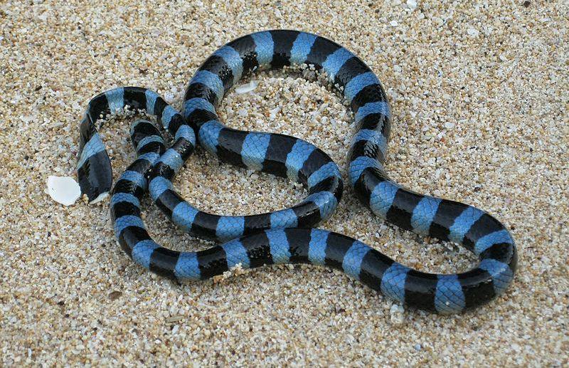 Blue krait (commons.wikimedia.org/Bramadi Arya)