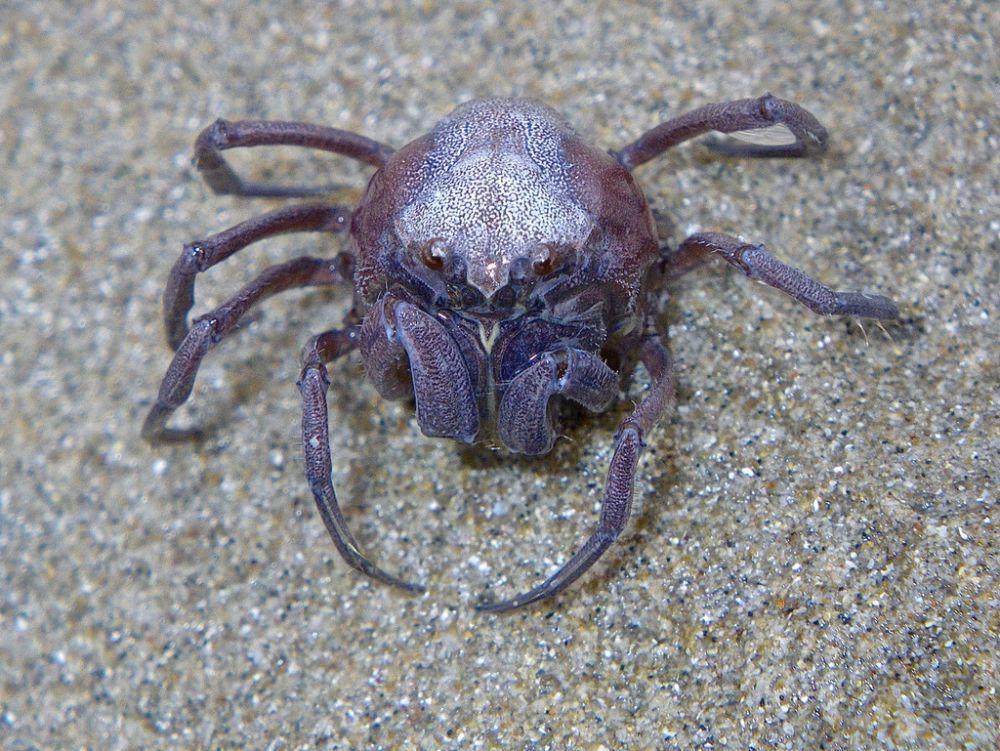 ilustrasi Mictyris darwinensis (inaturalist.org/johneichler)