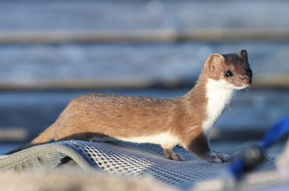 ilustrasi Mustela erminea (commons.wikimedia.org/Alpsdake)