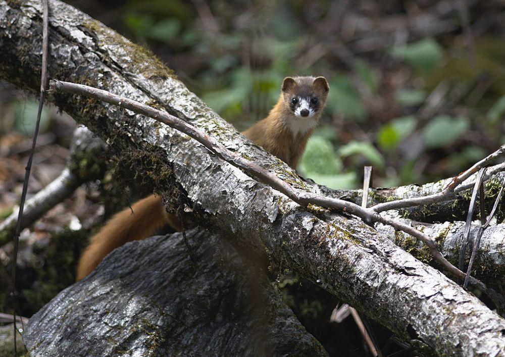 ilustrasi Mustela sibirica (commons.wikimedia.org/Ramnarayan K)
