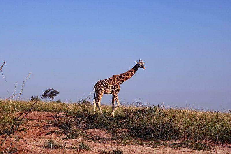 Nubian giraffe (commons.wikimedia.org/Chapelle Musa)