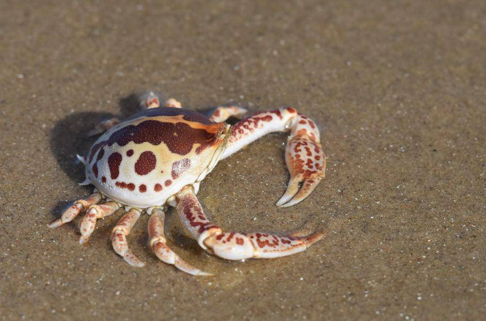 ilustrasi Persephona (inaturalist.org/msilvera)