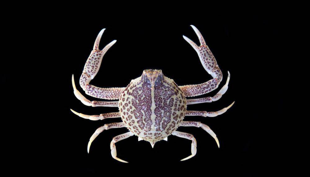 ilustrasi Persephona aquilonaris (inaturalist.org/ondrej-radosta)