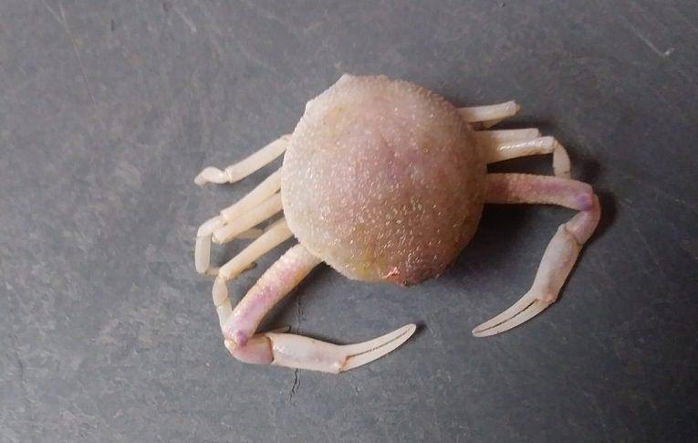 ilustrasi Persephona crinita (inaturalist.org/teresa45)