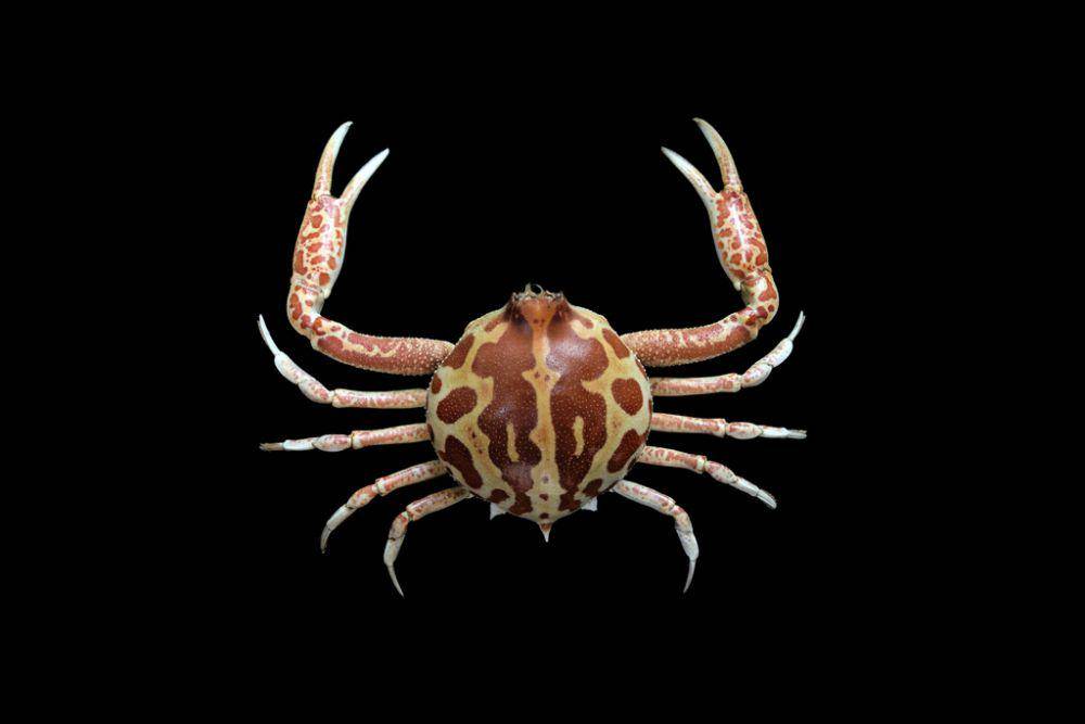 ilustrasi Persephona mediterranea (inaturalist.org/ondrej-radosta)