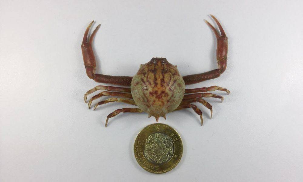 ilustrasi Persephona orbicularis (inaturalist.org/josebraham_25)