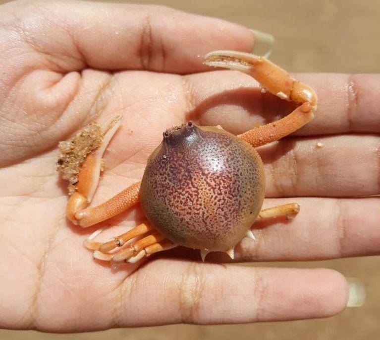 ilustrasi Persephona punctata (inaturalist.org/sarahfricks)
