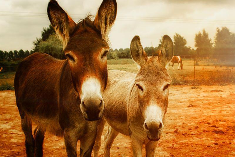 3 Fakta Menarik Keledai dan Kemampuan Memori Jangka Panjangnya