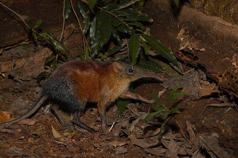 Elephant shrew (commons.wikimedia.org/Francesco Rovero)