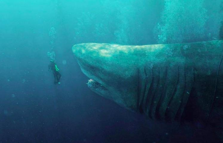 10 Film tentang Serangan Hiu, Bertabur Aksi Menegangkan!
