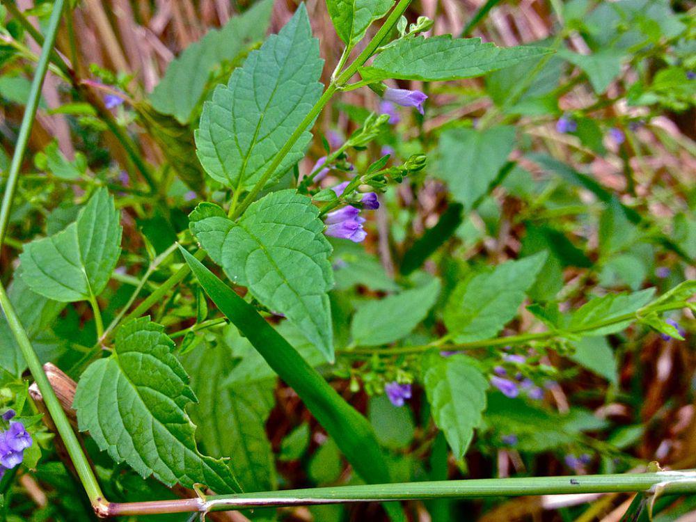 American skullcap (commons.wikimedia.org/Fritzflohrreynolds)