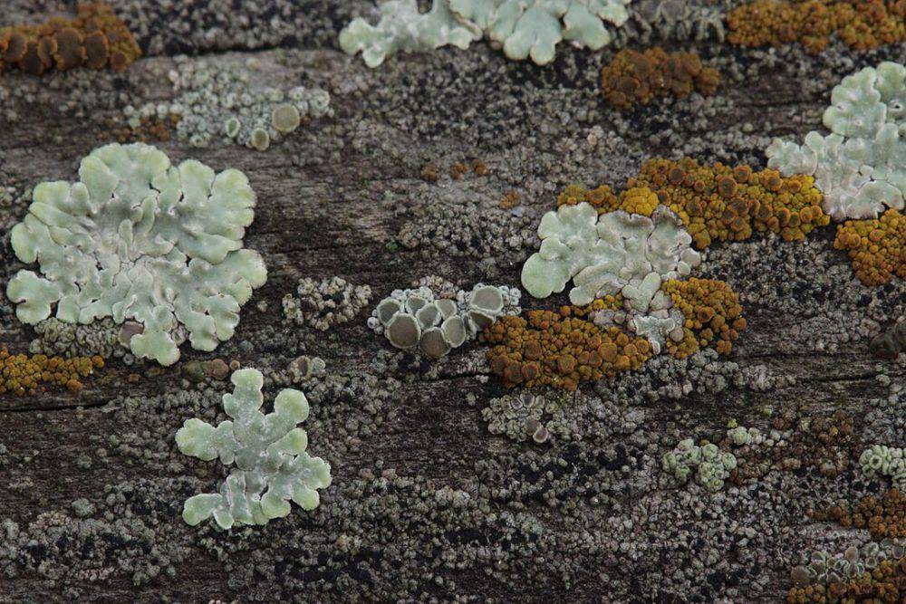 ilustrasi lichen atau lumut kerak (wikimedia.org/Björn S)