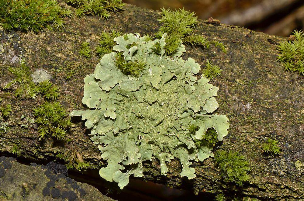 5 Fakta Lichen, Hasil Simbiosis Jamur dan Alga yang Menyerupai Lumut