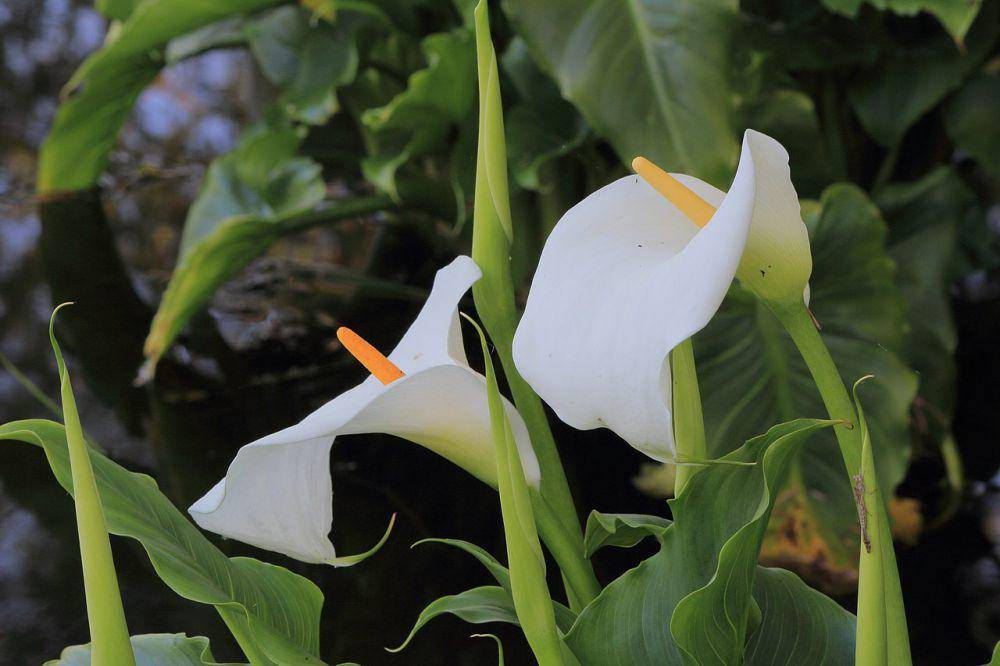calla lily (commons.wikimedia.org/Dominicus Johannes Bergsma)
