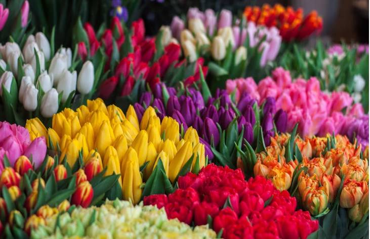Bunga Tulip (Pexels.com/John-Mark Smith)