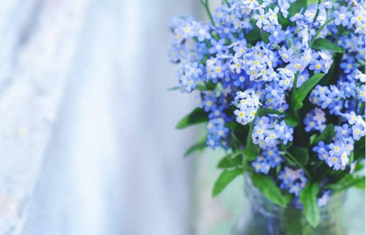 Bunga Forget Me Not (Pexels.com/Tamara Elnova)