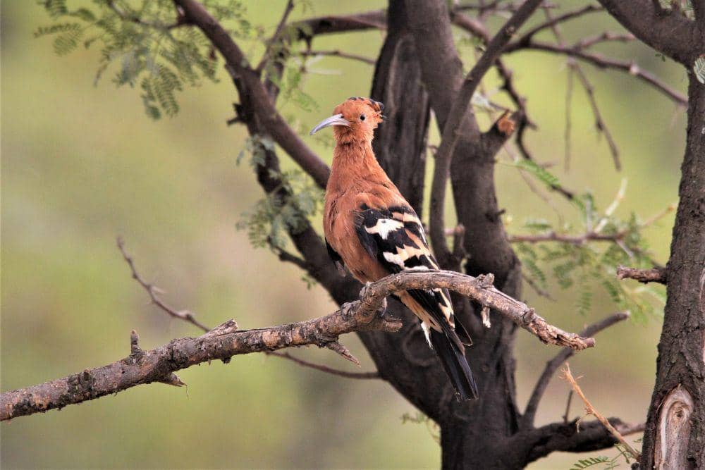 Hoopoe diberi nama sesuai suaranya (pixabay.com/Nel Botha)