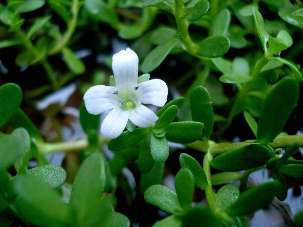 moneywort (commons.wikimedia.org/Ks.mini)