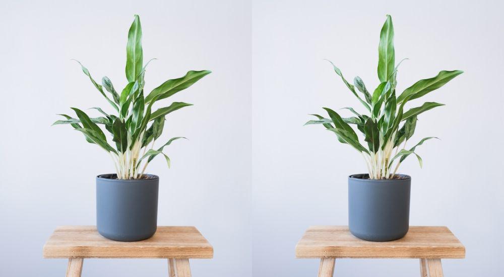 ilustrasi cast iron plant (unsplash.com/ feey)