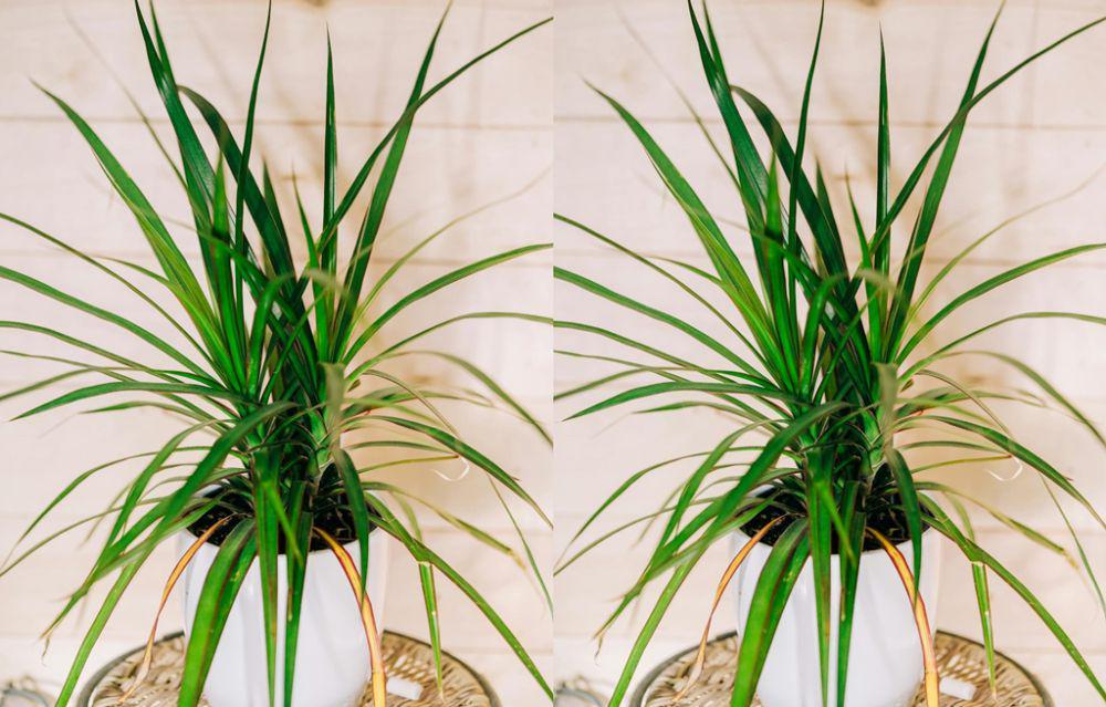 ilustrasi dracaena (pexels.com/Jessica Lewis 🦋 thepaintedsquare)