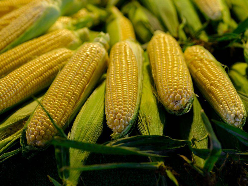 Ilustrasi jagung (unsplash.com/enginakyurt)