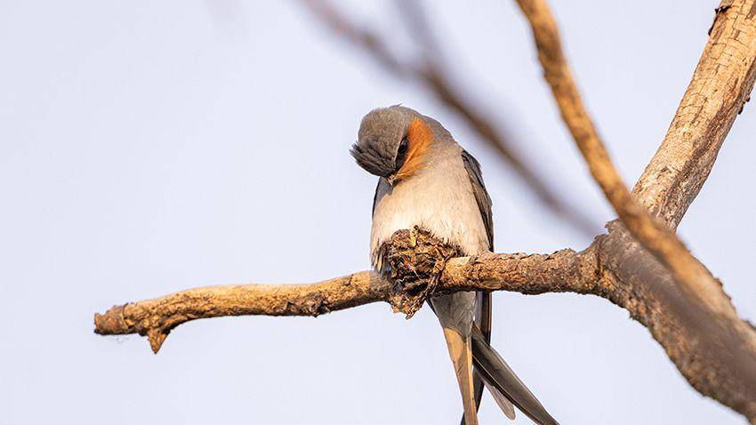 Potret burung crested treeswift (dok. en.brnn.com)