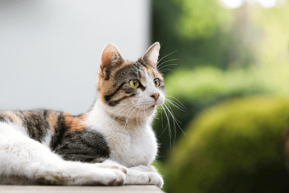 Potret kucing calico (unsplash.com/@hcelmas)