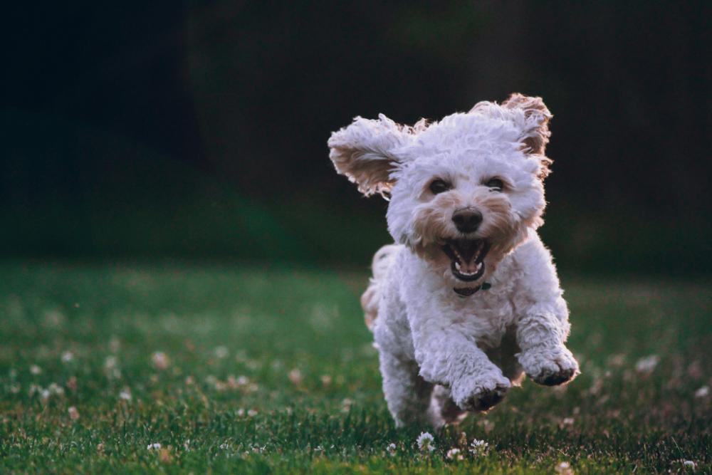 Potret anjing putih berlari di atas rumput (unsplash.com/@joeyc)