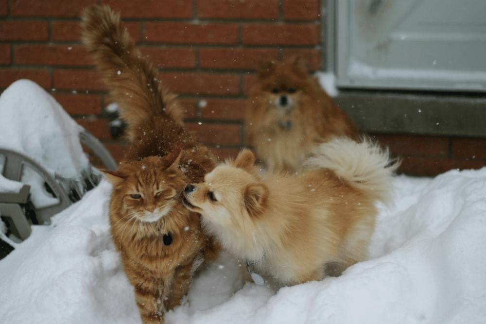 Potret kucing dan anjing orange bermain bersama (unsplash.com/@danieltuttle)
