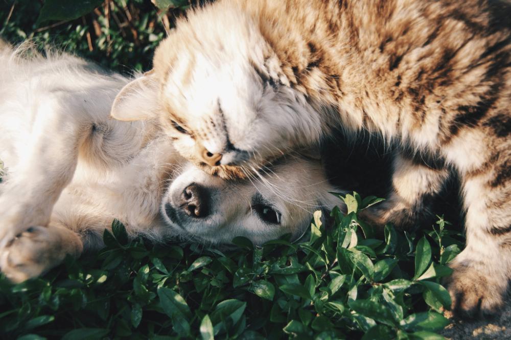 5 Manfaat Spirulina untuk Kesehatan Kucing dan Anjing Kesayangan