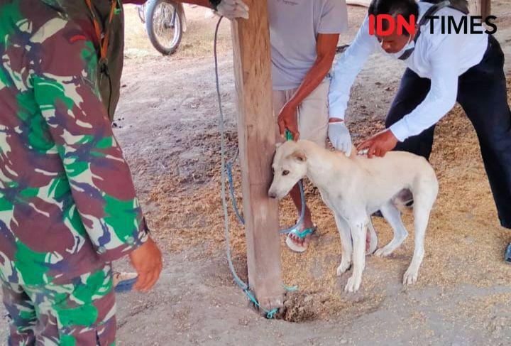 346 Warga Bima Jadi Korban Gigitan Anjing Suspek Rabies