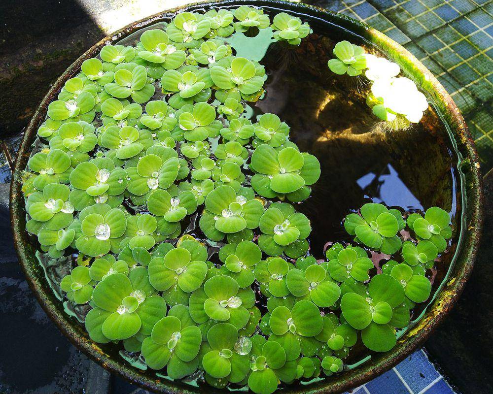 apu-apu (commons.wikimedia.org/Syariful Msth)