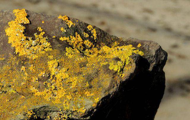 ilustrasi lichen atau lumut kerak (wikimedia.org/Albert Bridge)
