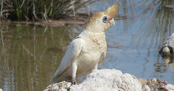 5 Fakta Unik Little Corella, Spesies Kakatua yang Dianggap Hama!