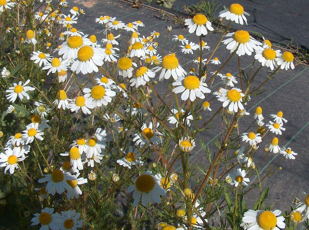 kamomil atau chamomile (commons.wikimedia.org/Giancarlo Dessi)