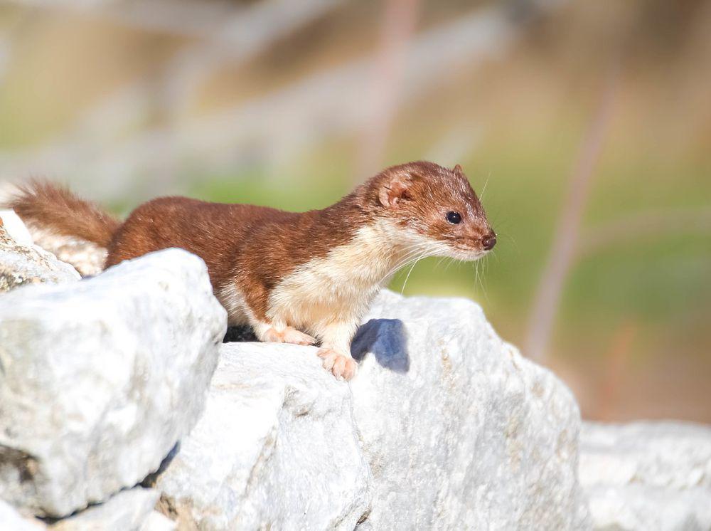ilustrasi Mustela nivalis (commons.wikimedia.org/Isidora Kyriazi)