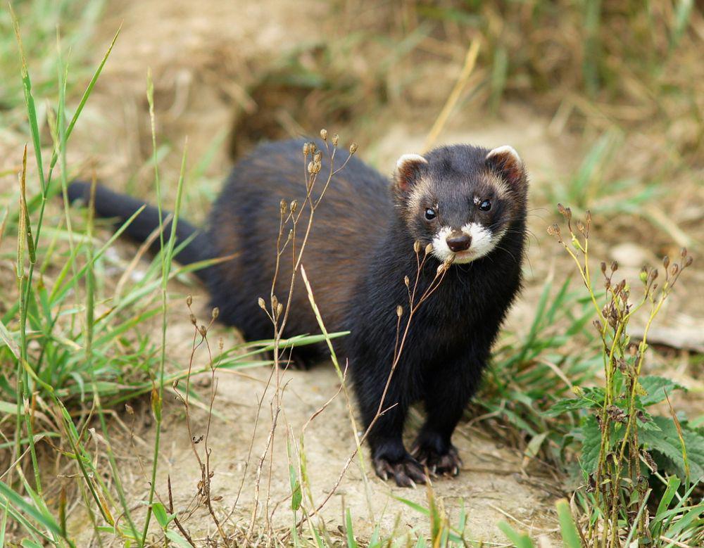 ilustrasi Mustela putorius (commons.wikimedia.org/Peter Trimming)
