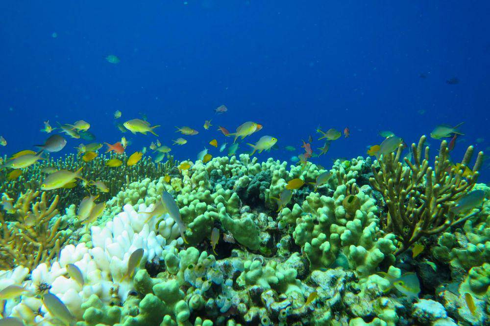 Salah satu pemandangan bawah laut Bali (dok.pribadi/Natalia Indah)