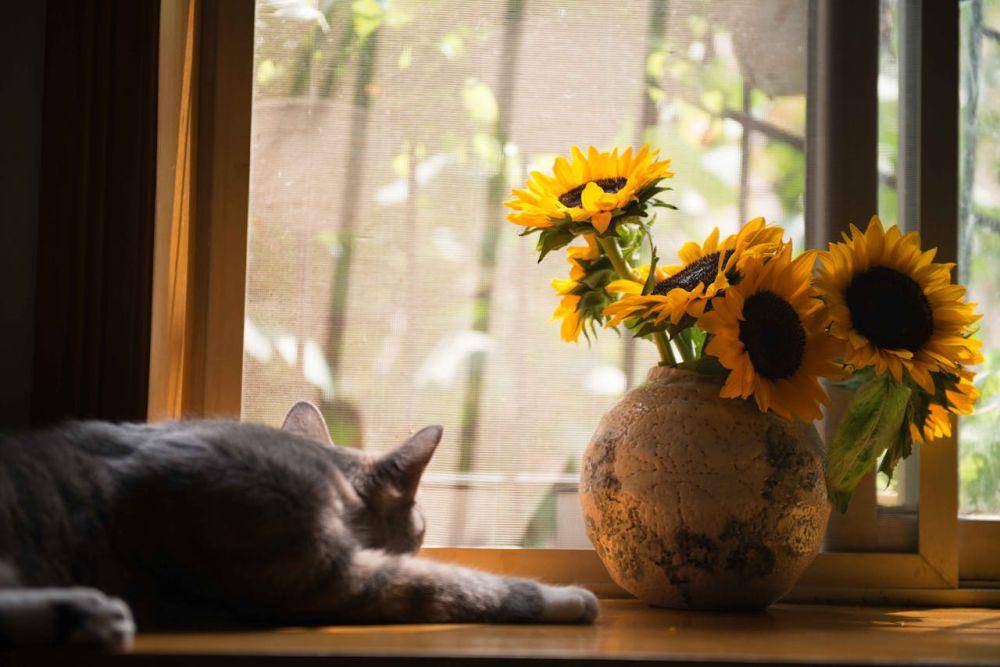 ilustrasi kucing (pexels.com/@catscoming)