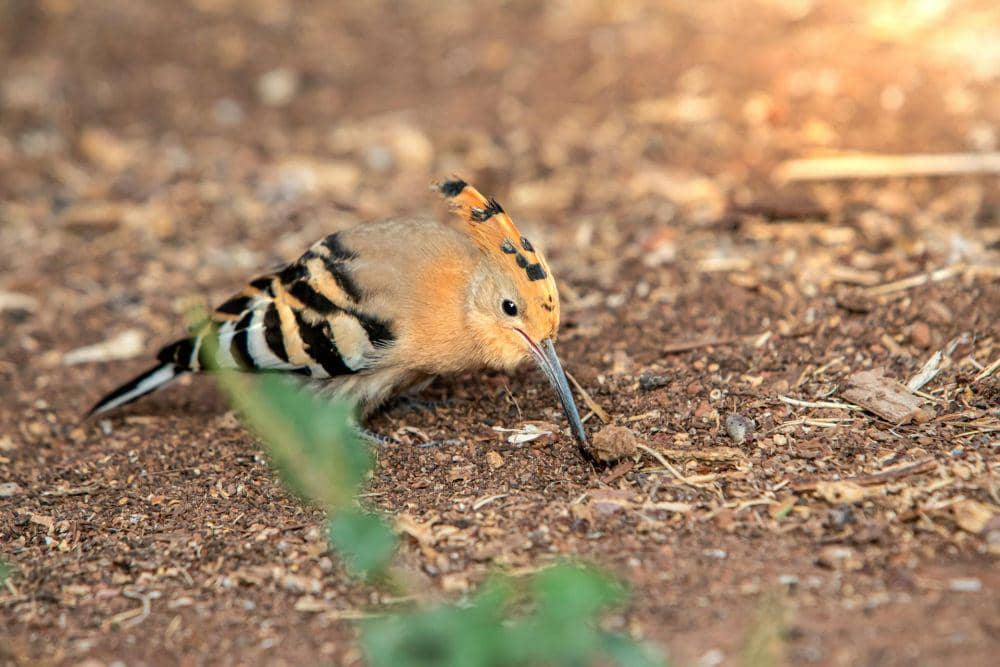 Burung hoopoe atau hudhud mencari makan (pexels.com/Erik Karits)