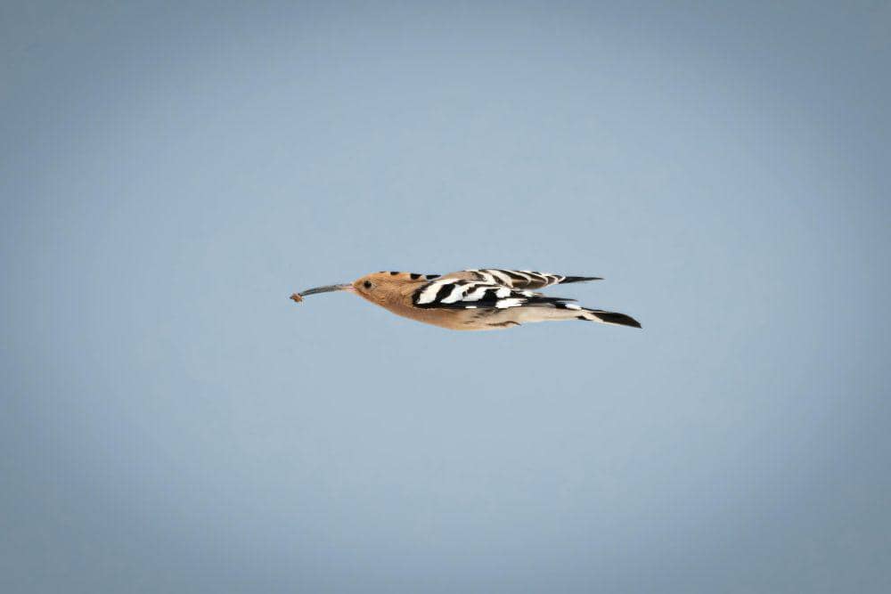 Hoopoe adalah burung migran (pexels.com/Mahmoud Yahyaoui)