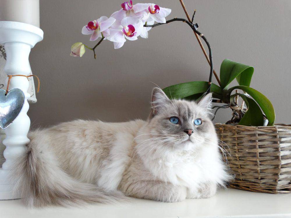 ilustrasi kucing (pexels.com/@pixabay)